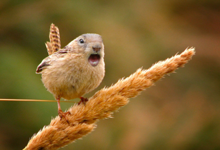 Illustration for article titled Common Animals Morphed Into Terrifying New Species